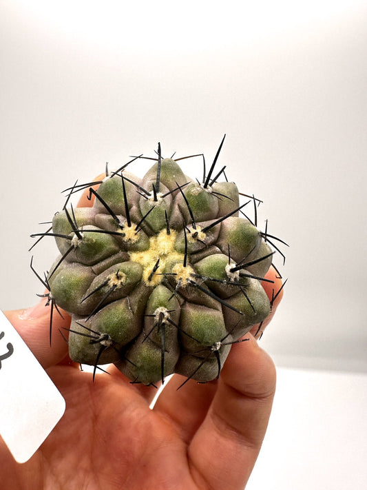 【現品限り】コピアポア・シネレア 黒王丸 抜き苗 実生 期間限定【H13】 Copiapoa cinerea