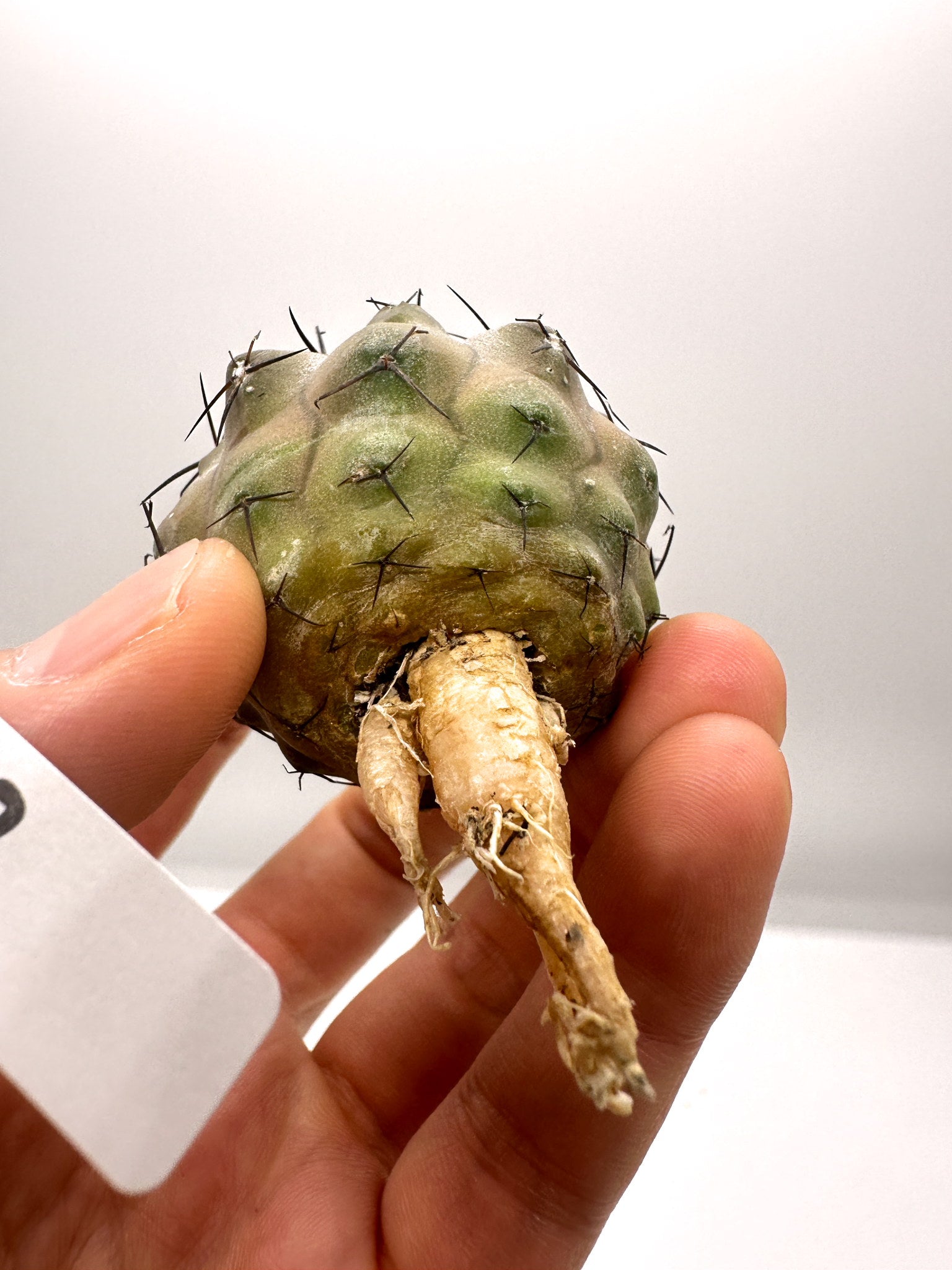 コピアポア・シネレア 黒王丸 抜き苗 実生 期間限定【H13】 Copiapoa