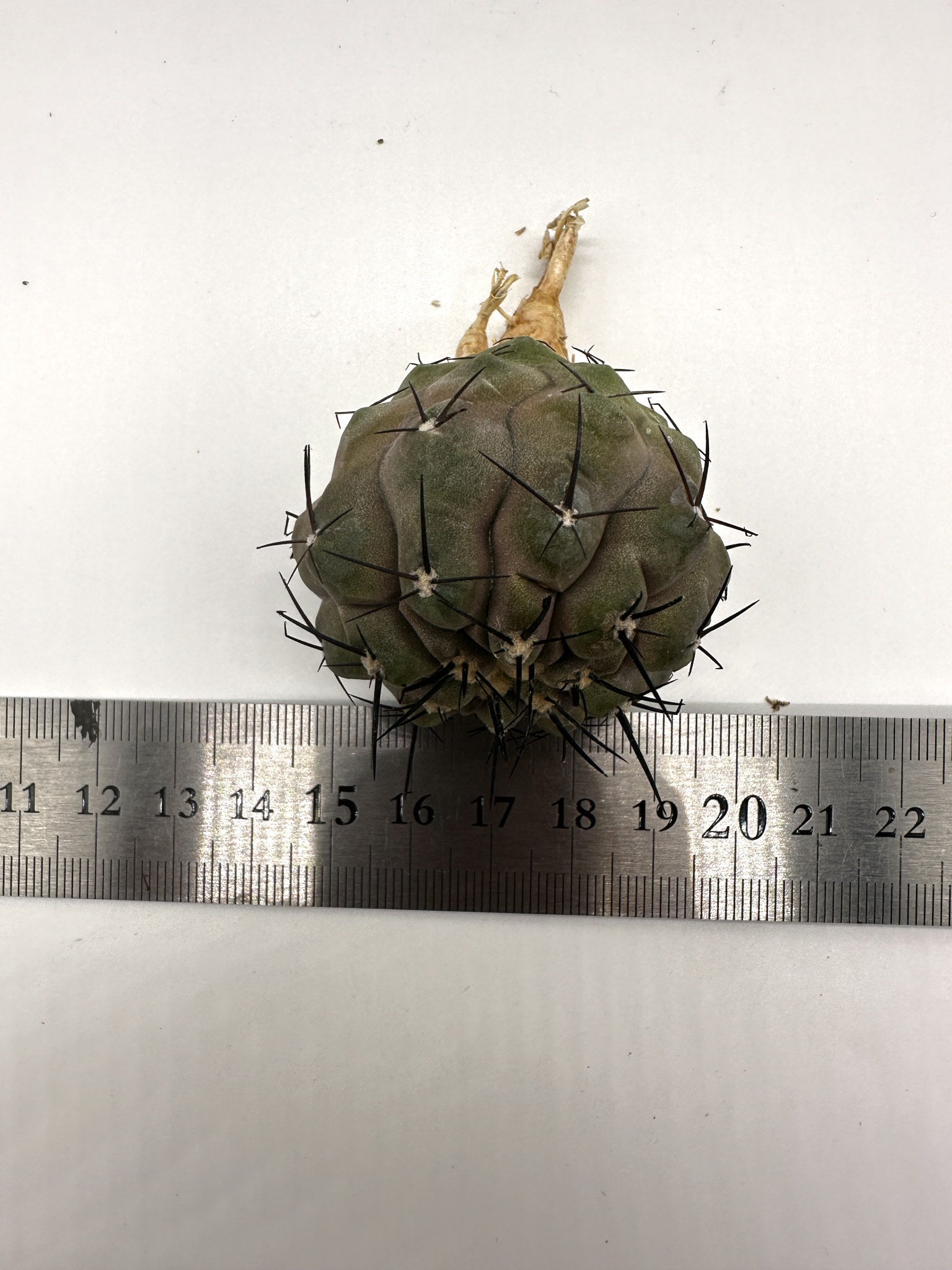 コピアポア・シネレア 黒王丸 抜き苗 実生 期間限定【H13】 Copiapoa