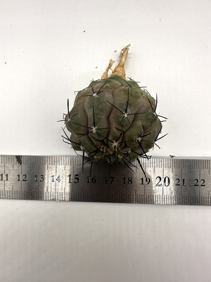 【現品限り】コピアポア・シネレア 黒王丸 抜き苗 実生 期間限定【H13】 Copiapoa cinerea
