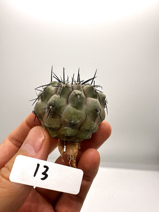 【現品限り】コピアポア・シネレア 黒王丸 抜き苗 実生 期間限定【H13】 Copiapoa cinerea