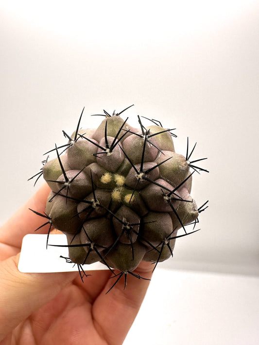 【現品限り】コピアポア・シネレア 黒王丸 抜き苗 実生 期間限定【H14】 Copiapoa cinerea
