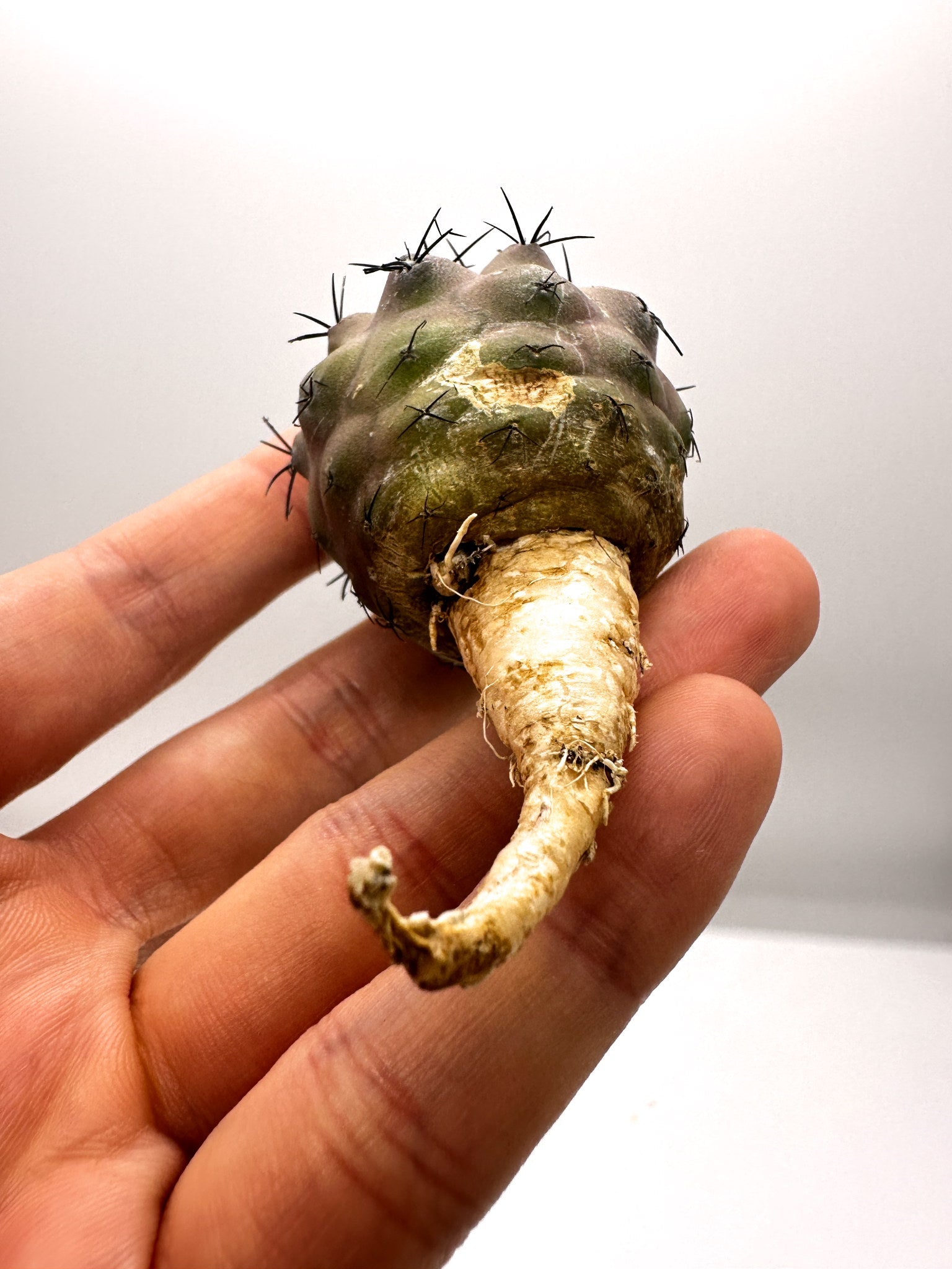 コピアポア・シネレア 黒王丸 抜き苗 実生 期間限定【H14】 Copiapoa