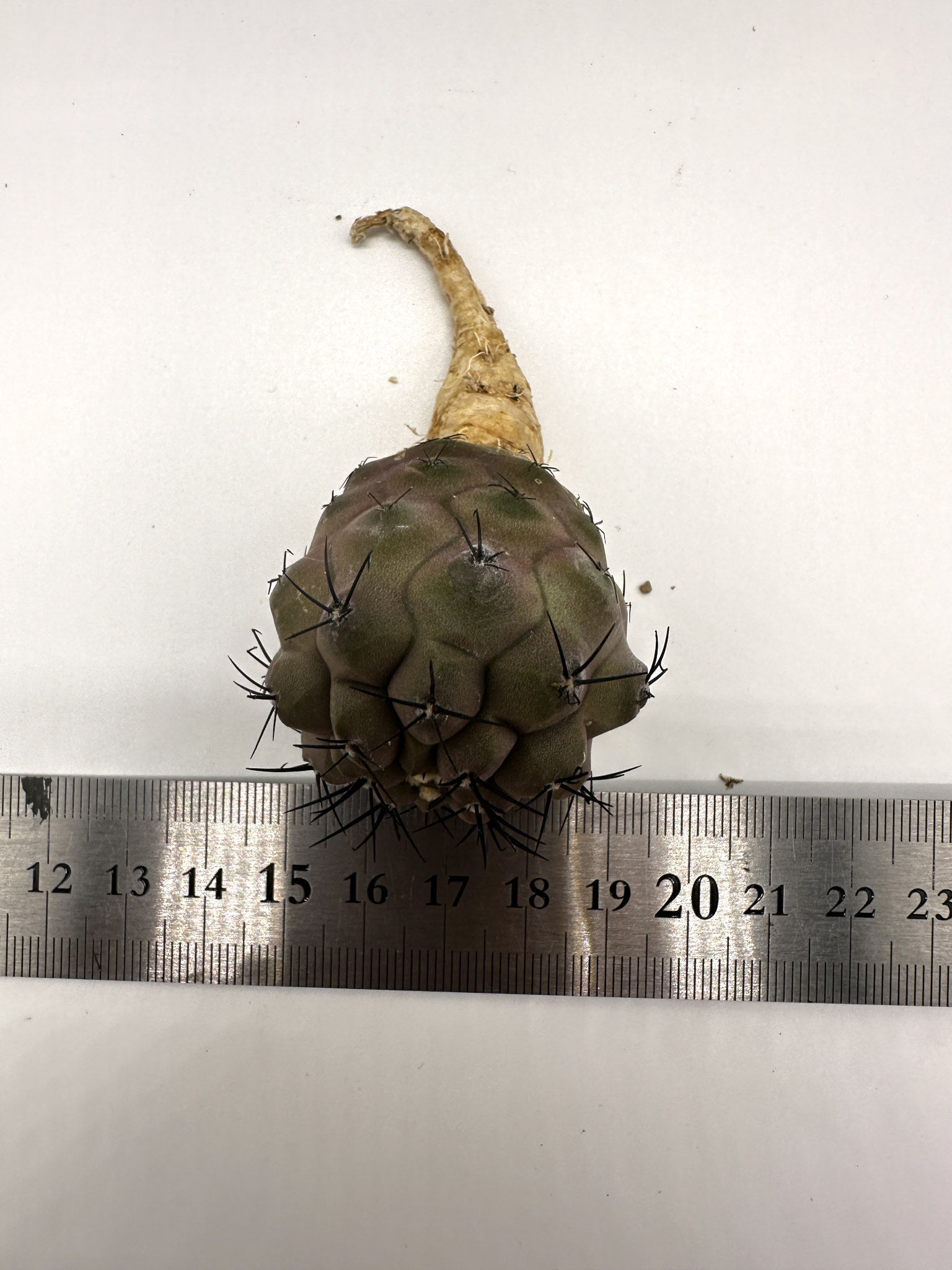 コピアポア・シネレア 黒王丸 抜き苗 実生 期間限定【H14】 Copiapoa