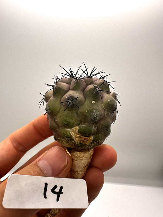 【現品限り】コピアポア・シネレア 黒王丸 抜き苗 実生 期間限定【H14】 Copiapoa cinerea