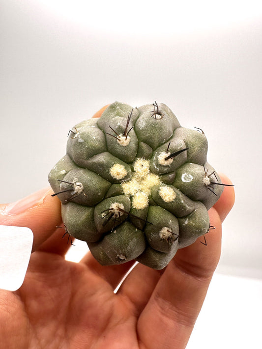 【現品限り】コピアポア・シネレア 黒王丸 抜き苗 実生 期間限定【H15】 Copiapoa cinerea