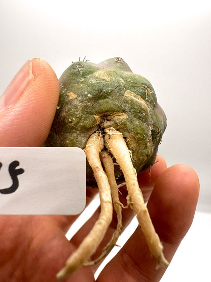 【現品限り】コピアポア・シネレア 黒王丸 抜き苗 実生 期間限定【H15】 Copiapoa cinerea