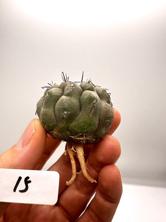 【現品限り】コピアポア・シネレア 黒王丸 抜き苗 実生 期間限定【H15】 Copiapoa cinerea