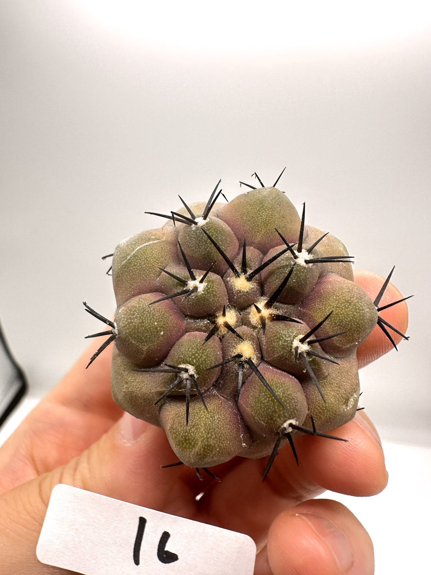 【現品限り】コピアポア・シネレア 黒王丸 抜き苗 実生 期間限定【H16】 Copiapoa cinerea