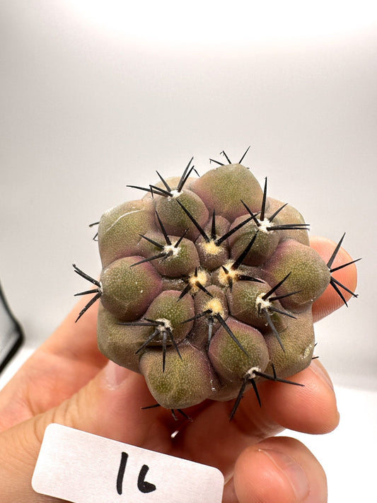 【現品限り】コピアポア・シネレア 黒王丸 抜き苗 実生 期間限定【H16】 Copiapoa cinerea