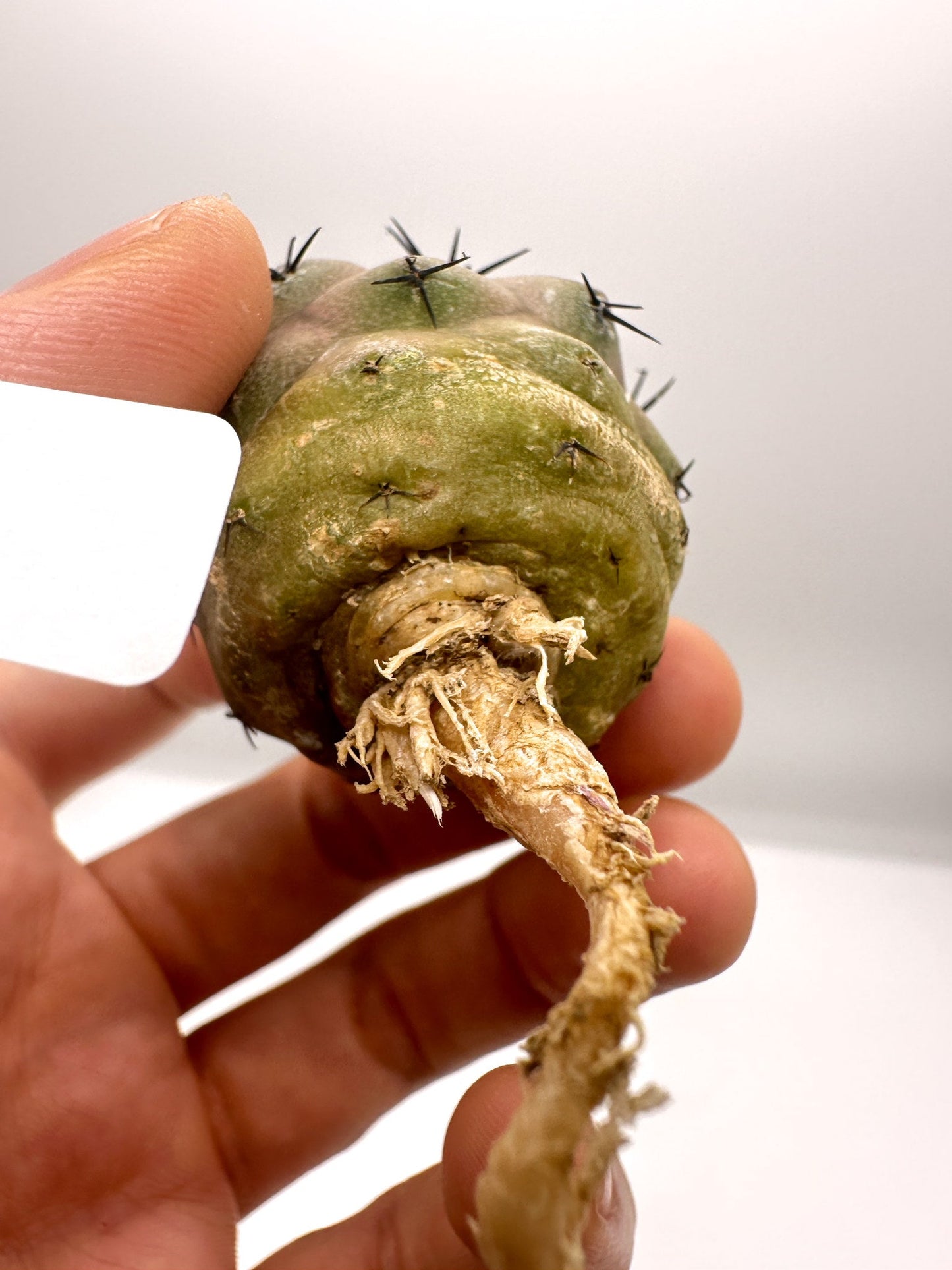 【現品限り】コピアポア・シネレア 黒王丸 抜き苗 実生 期間限定【H16】 Copiapoa cinerea