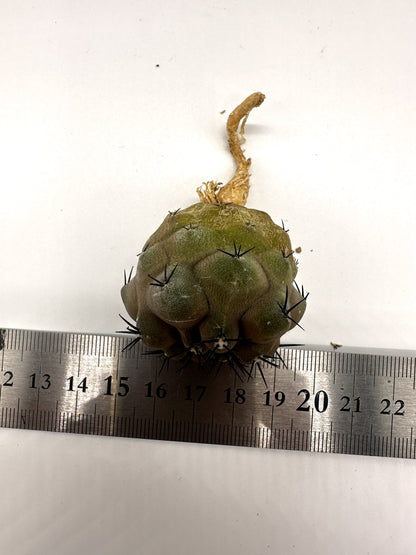 【現品限り】コピアポア・シネレア 黒王丸 抜き苗 実生 期間限定【H16】 Copiapoa cinerea