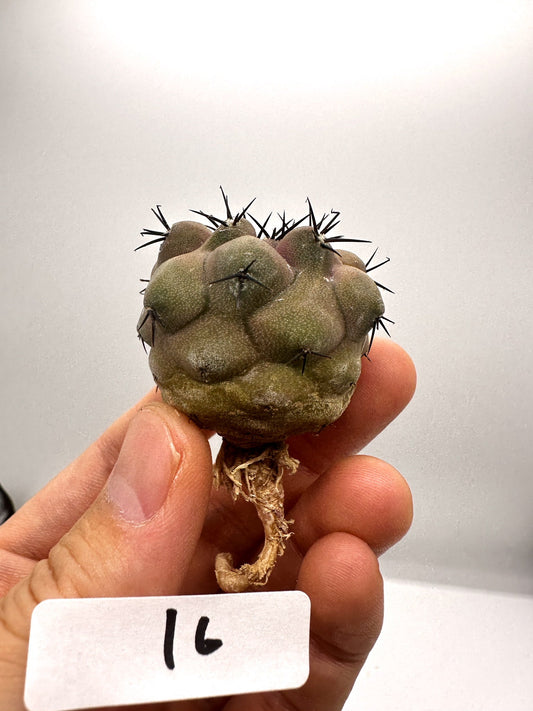 【現品限り】コピアポア・シネレア 黒王丸 抜き苗 実生 期間限定【H16】 Copiapoa cinerea