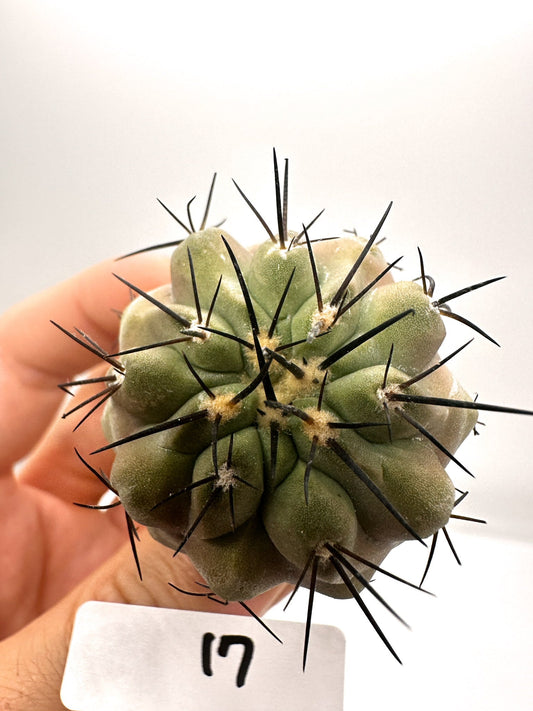 【現品限り】コピアポア・シネレア 黒王丸 抜き苗 実生 期間限定【H17】 Copiapoa cinerea