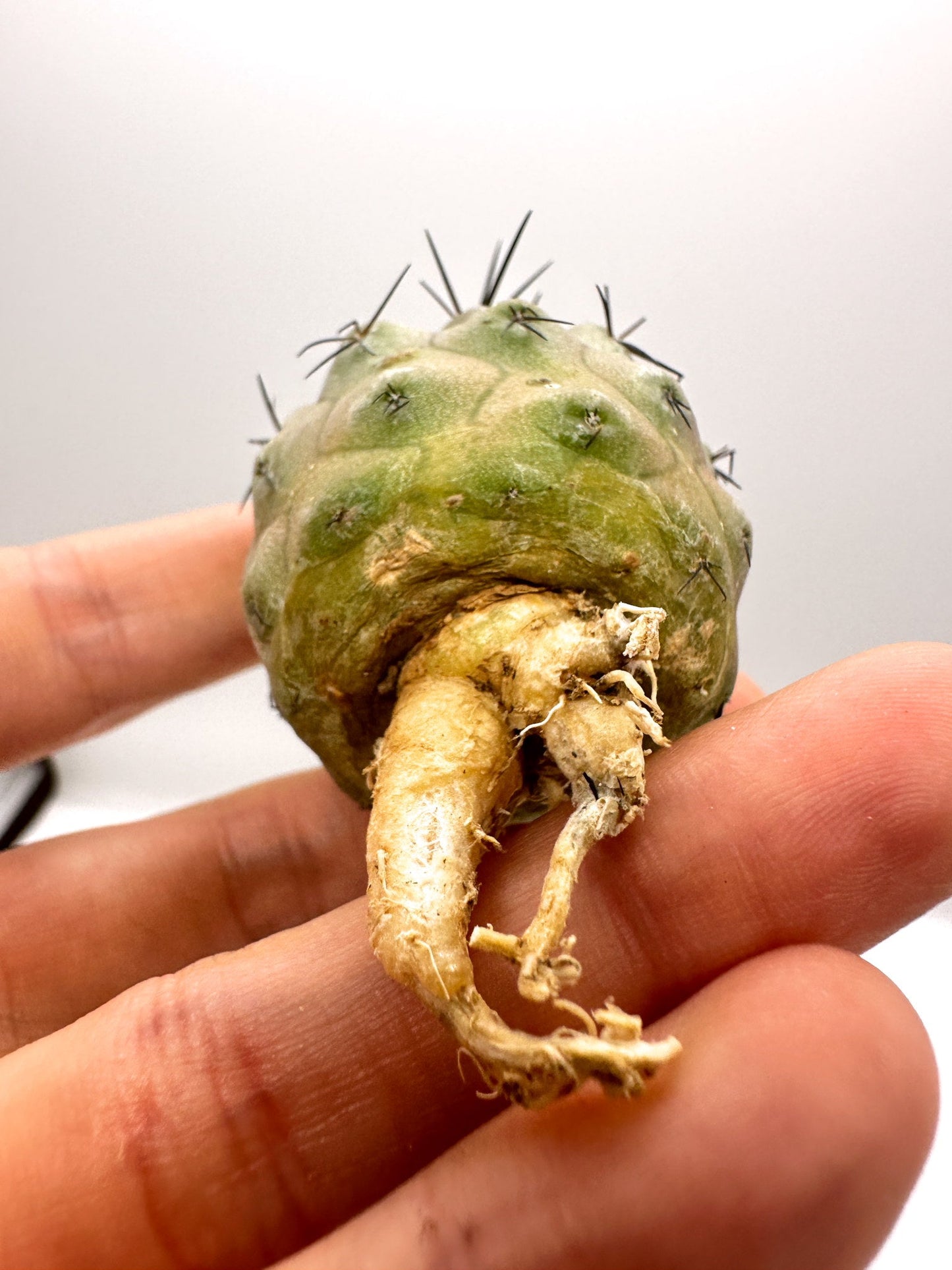 【現品限り】コピアポア・シネレア 黒王丸 抜き苗 実生 期間限定【H17】 Copiapoa cinerea