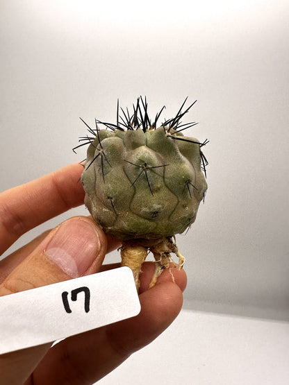 【現品限り】コピアポア・シネレア 黒王丸 抜き苗 実生 期間限定【H17】 Copiapoa cinerea