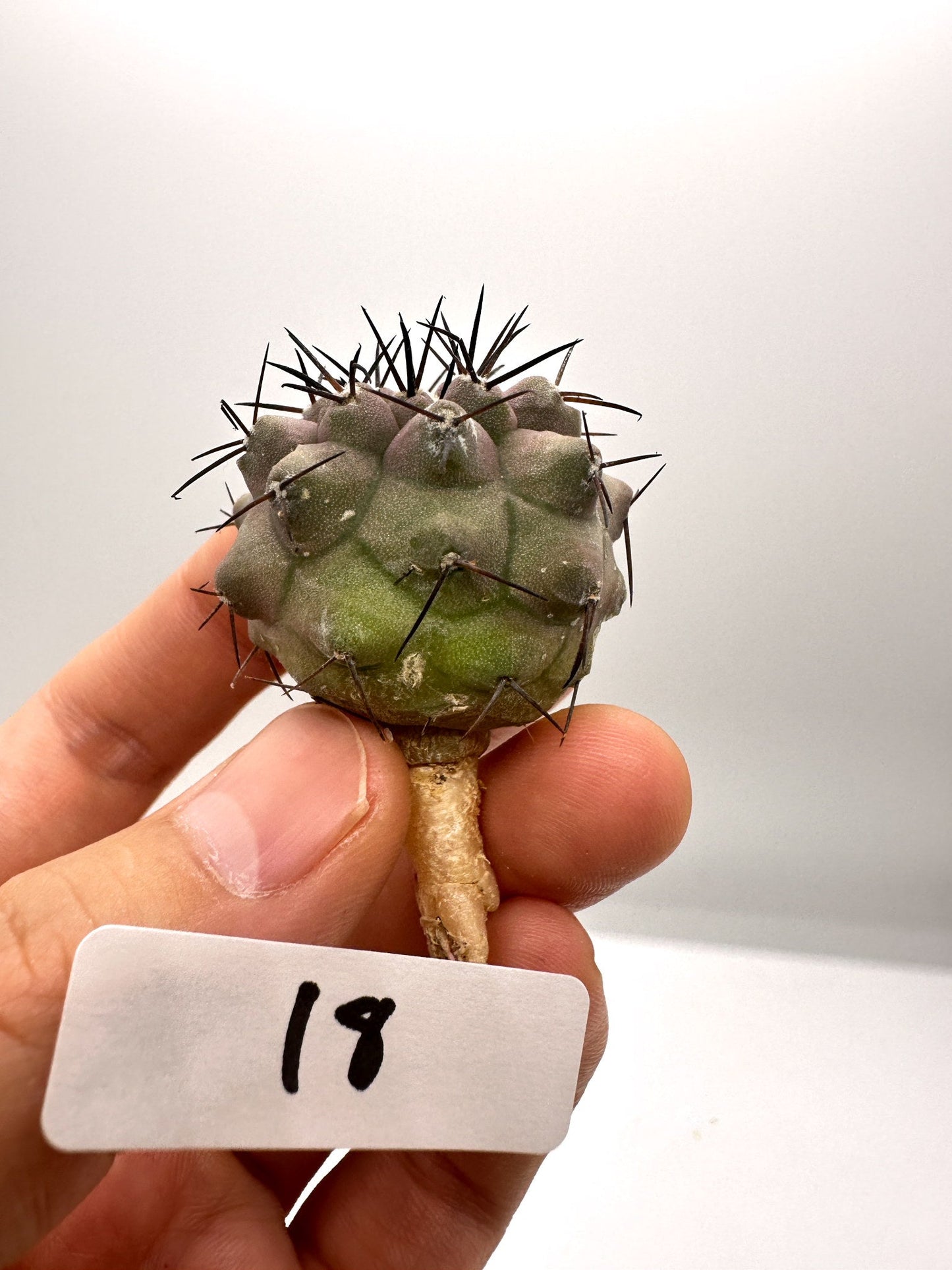【現品限り】コピアポア・シネレア 黒王丸 抜き苗 実生 期間限定【H18】 Copiapoa cinerea
