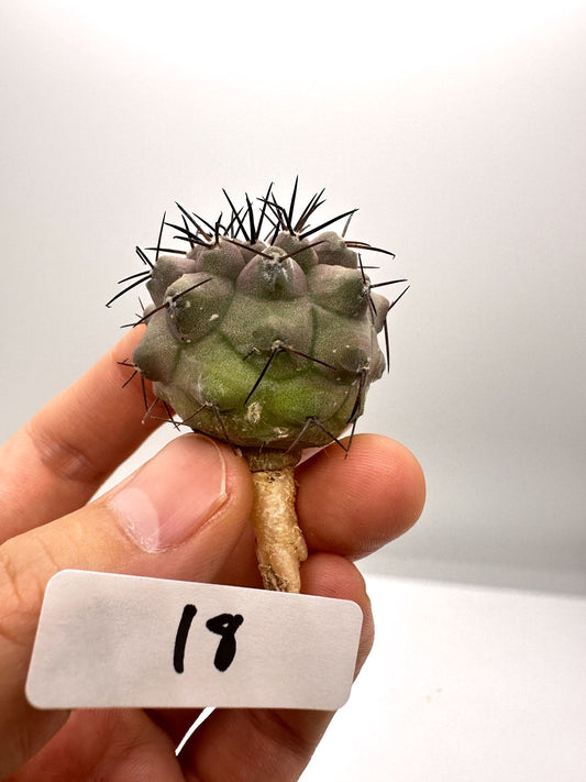 【現品限り】コピアポア・シネレア 黒王丸 抜き苗 実生 期間限定【H18】 Copiapoa cinerea