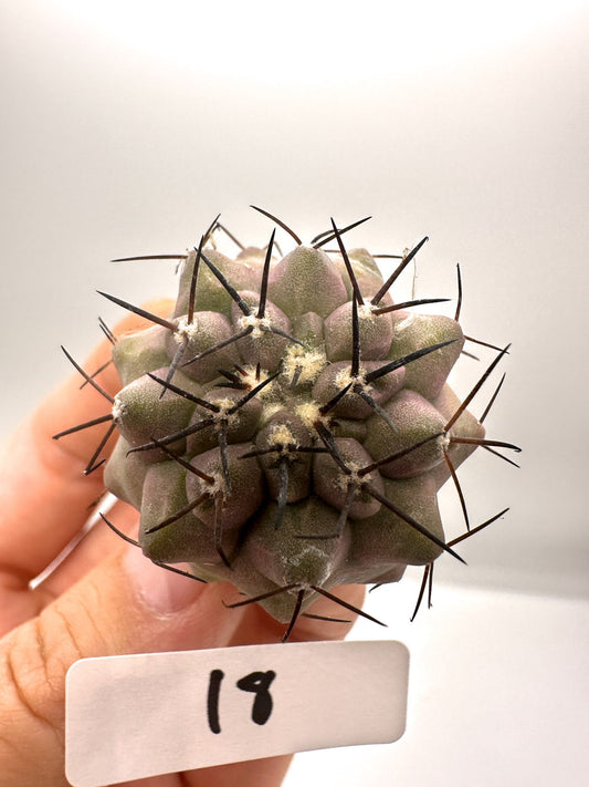 【現品限り】コピアポア・シネレア 黒王丸 抜き苗 実生 期間限定【H18】 Copiapoa cinerea