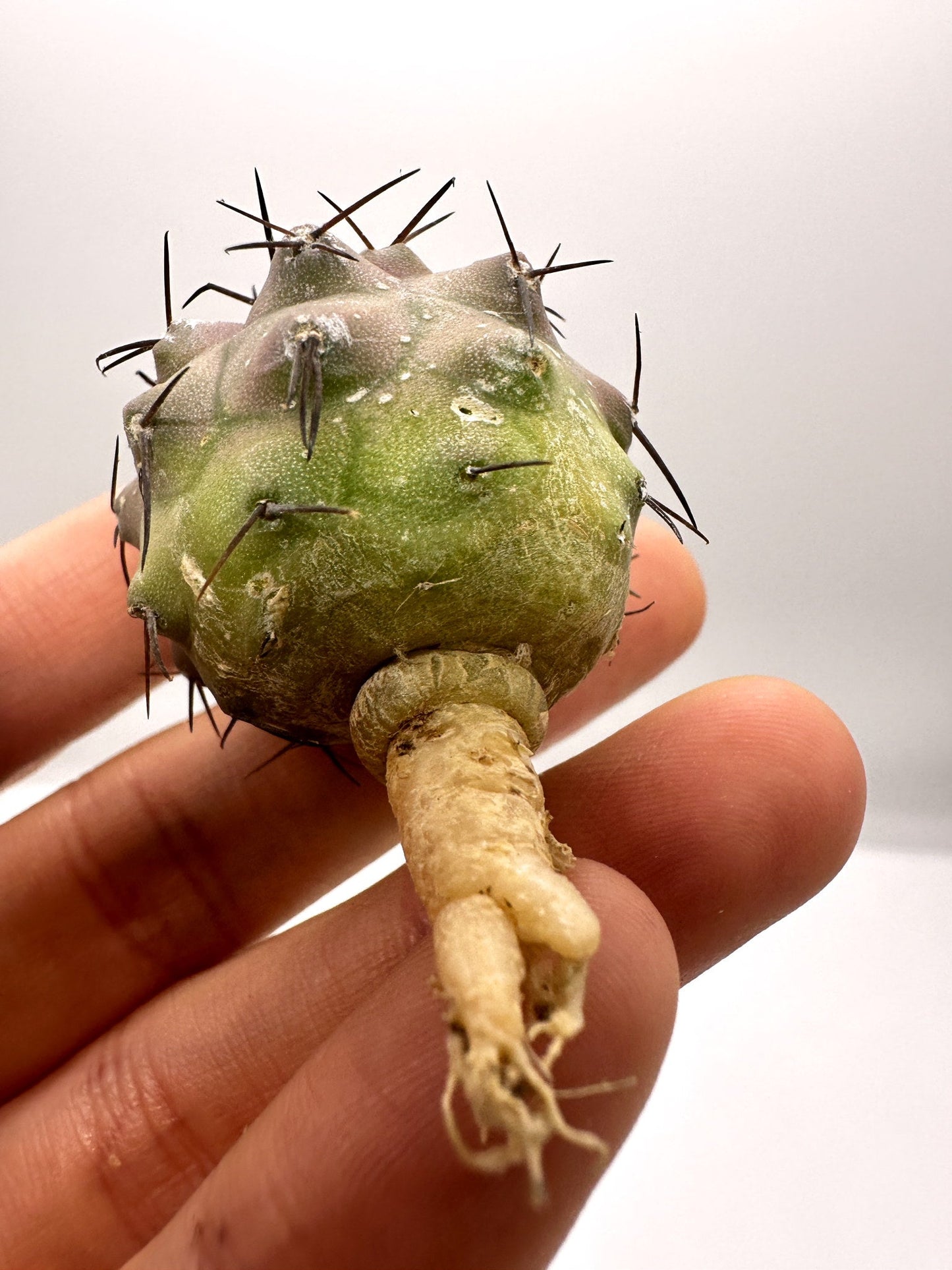 【現品限り】コピアポア・シネレア 黒王丸 抜き苗 実生 期間限定【H18】 Copiapoa cinerea