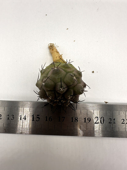 【現品限り】コピアポア・シネレア 黒王丸 抜き苗 実生 期間限定【H18】 Copiapoa cinerea