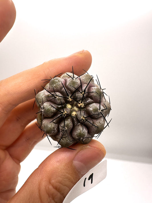 【現品限り】コピアポア・シネレア 黒王丸 抜き苗 実生 期間限定【H19】 Copiapoa cinerea