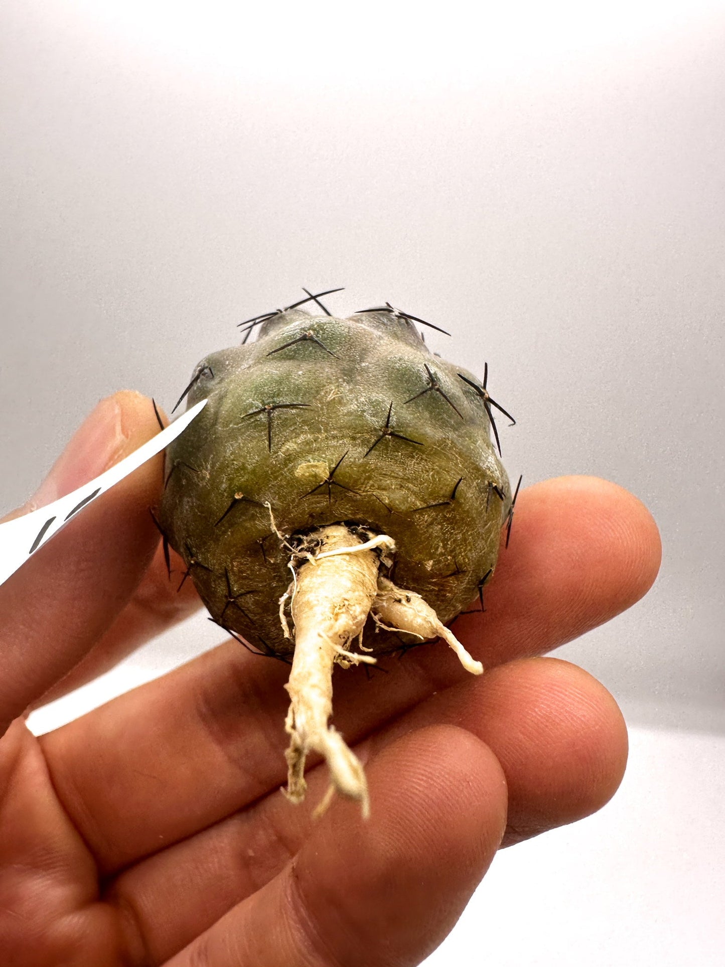 【現品限り】コピアポア・シネレア 黒王丸 抜き苗 実生 期間限定【H19】 Copiapoa cinerea