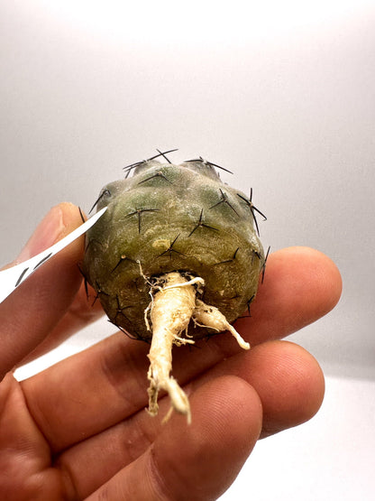 【現品限り】コピアポア・シネレア 黒王丸 抜き苗 実生 期間限定【H19】 Copiapoa cinerea