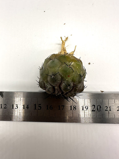 【現品限り】コピアポア・シネレア 黒王丸 抜き苗 実生 期間限定【H19】 Copiapoa cinerea