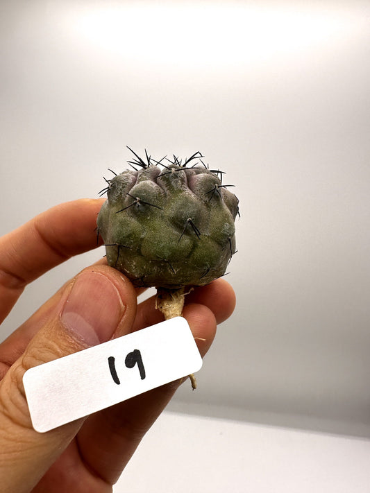 【現品限り】コピアポア・シネレア 黒王丸 抜き苗 実生 期間限定【H19】 Copiapoa cinerea