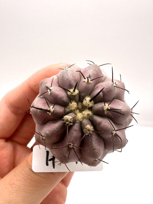 【現品限り】コピアポア・シネレア 黒王丸 抜き苗 実生 期間限定【H1】 Copiapoa cinerea