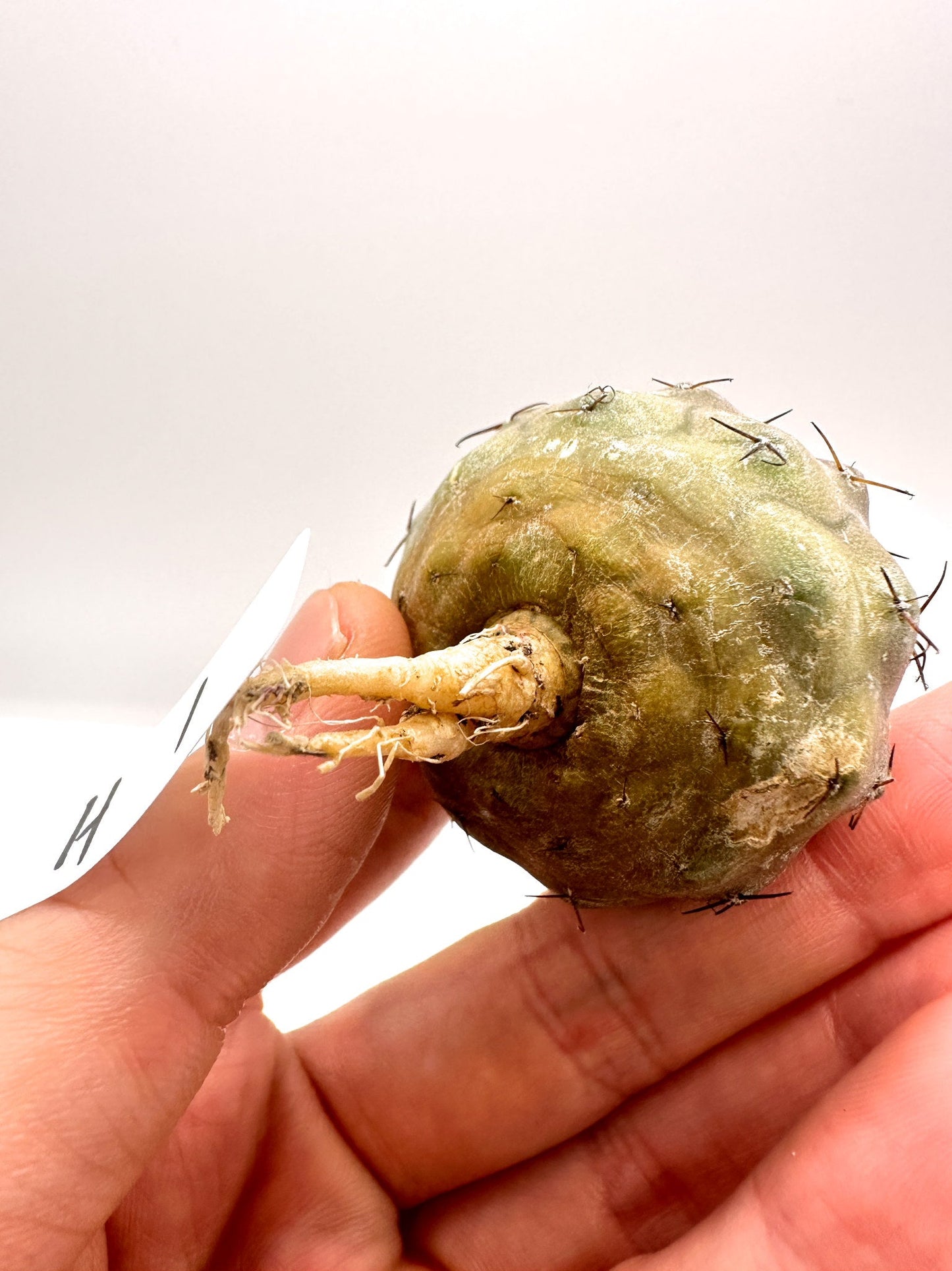 【現品限り】コピアポア・シネレア 黒王丸 抜き苗 実生 期間限定【H1】 Copiapoa cinerea