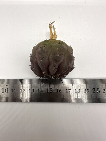 【現品限り】コピアポア・シネレア 黒王丸 抜き苗 実生 期間限定【H1】 Copiapoa cinerea
