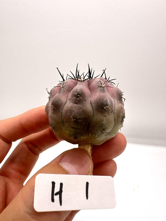 【現品限り】コピアポア・シネレア 黒王丸 抜き苗 実生 期間限定【H1】 Copiapoa cinerea