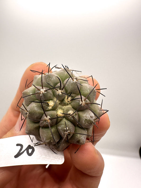 【現品限り】コピアポア・シネレア 黒王丸 抜き苗 実生 期間限定【H20】 Copiapoa cinerea
