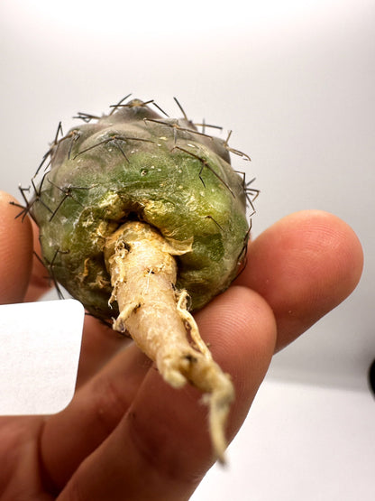 【現品限り】コピアポア・シネレア 黒王丸 抜き苗 実生 期間限定【H20】 Copiapoa cinerea