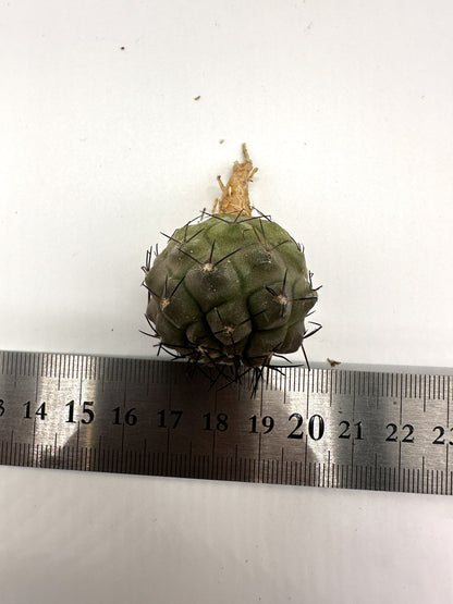 【現品限り】コピアポア・シネレア 黒王丸 抜き苗 実生 期間限定【H20】 Copiapoa cinerea