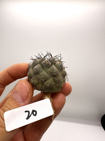 【現品限り】コピアポア・シネレア 黒王丸 抜き苗 実生 期間限定【H20】 Copiapoa cinerea