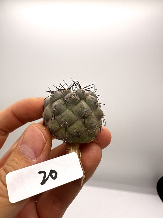【現品限り】コピアポア・シネレア 黒王丸 抜き苗 実生 期間限定【H20】 Copiapoa cinerea