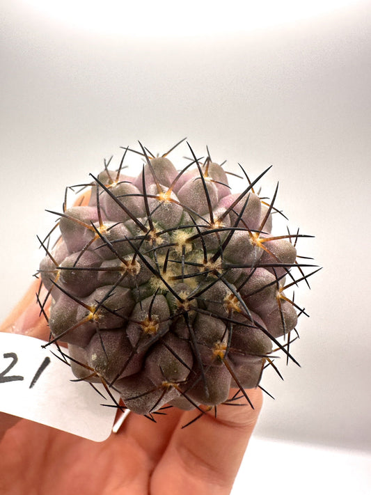 【現品限り】コピアポア・コルムナアルバ孤竜丸 抜き苗 実生【H21】 Copiapoa columna-alba