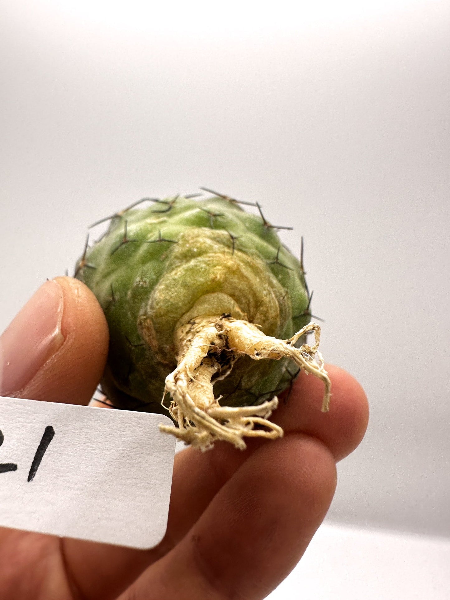 【現品限り】コピアポア・コルムナアルバ孤竜丸 抜き苗 実生【H21】 Copiapoa columna-alba