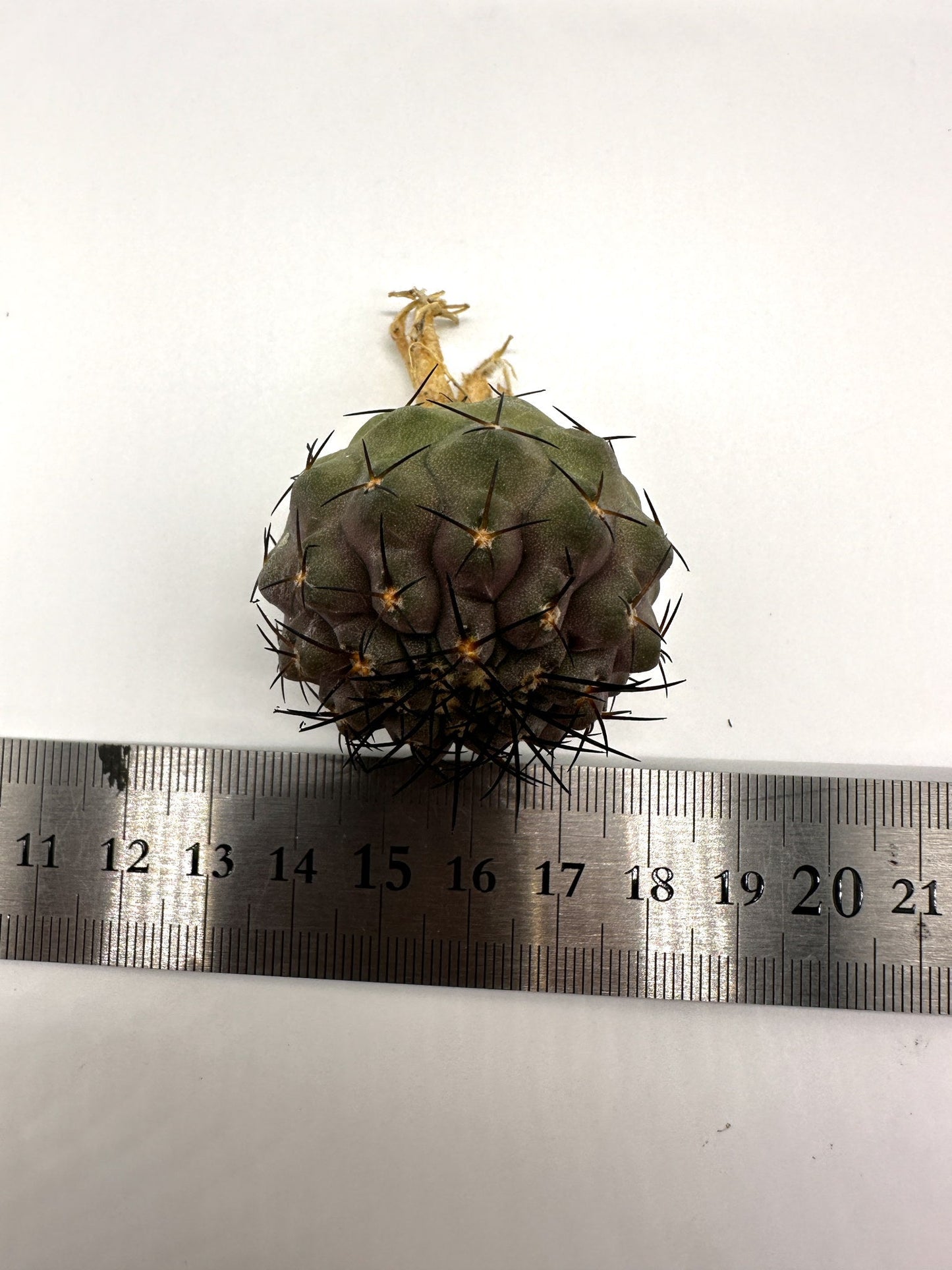 【現品限り】コピアポア・コルムナアルバ孤竜丸 抜き苗 実生【H21】 Copiapoa columna-alba
