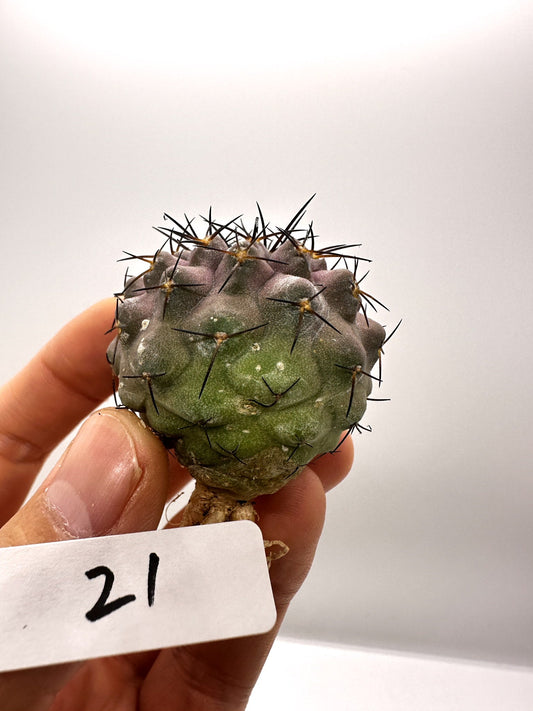 【現品限り】コピアポア・コルムナアルバ孤竜丸 抜き苗 実生【H21】 Copiapoa columna-alba