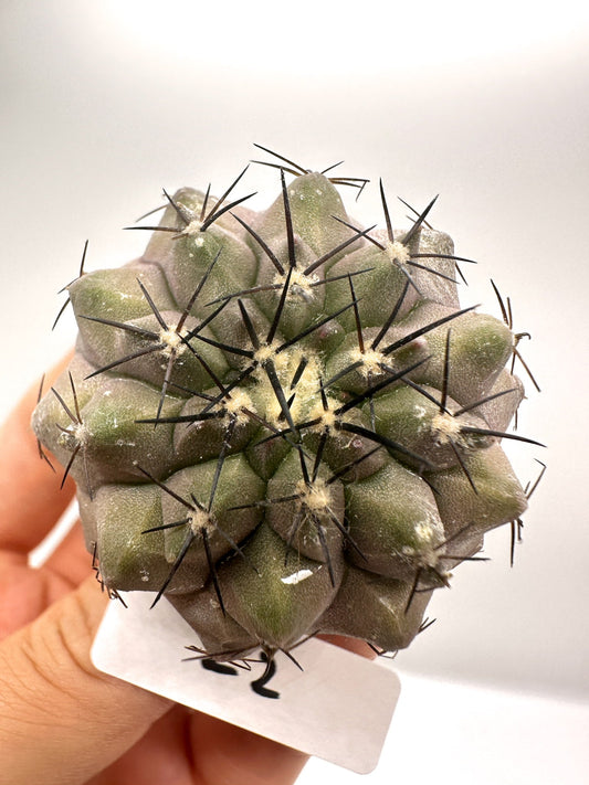 【現品限り】コピアポア・コルムナアルバ孤竜丸 抜き苗 実生【H22】 Copiapoa columna-alba