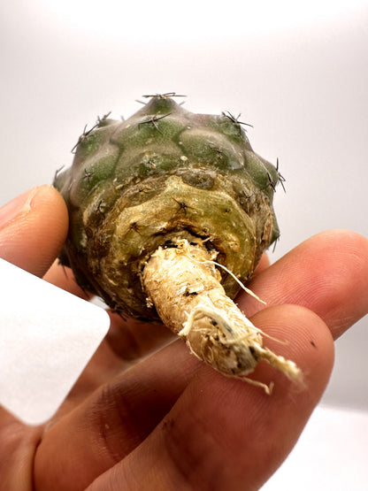 【現品限り】コピアポア・コルムナアルバ孤竜丸 抜き苗 実生【H22】 Copiapoa columna-alba