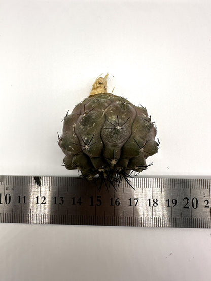 【現品限り】コピアポア・コルムナアルバ孤竜丸 抜き苗 実生【H22】 Copiapoa columna-alba