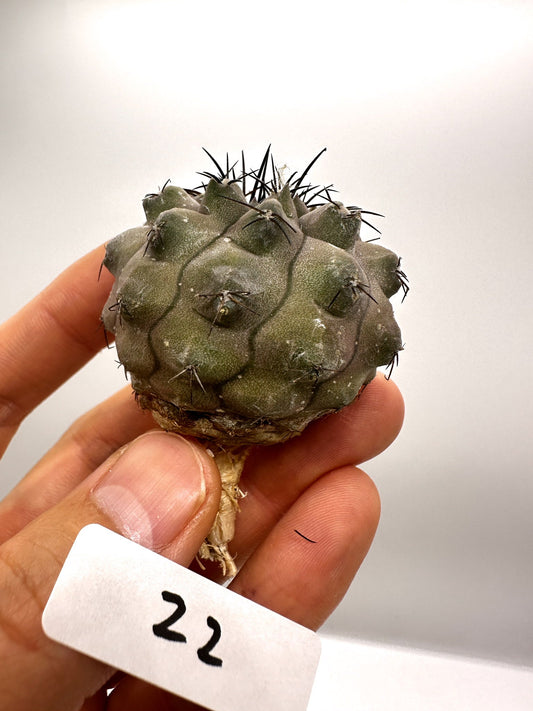 【現品限り】コピアポア・コルムナアルバ孤竜丸 抜き苗 実生【H22】 Copiapoa columna-alba
