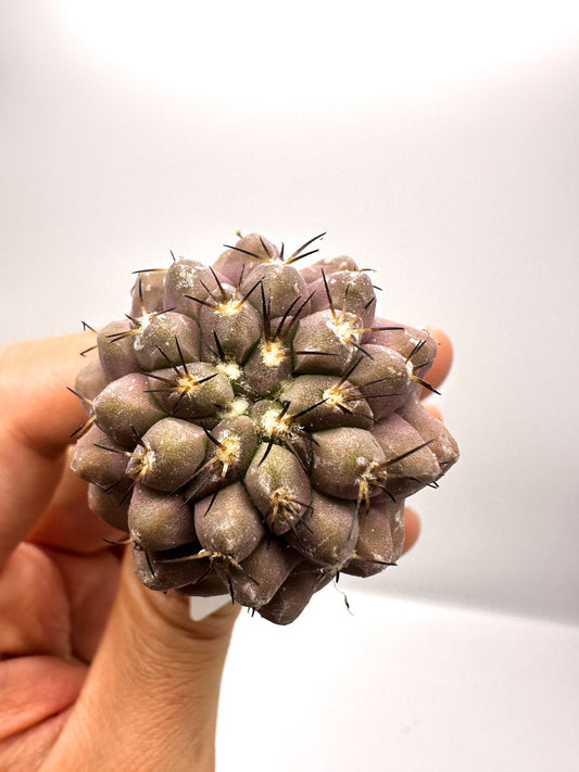 【現品限り】コピアポア・コルムナアルバ孤竜丸 抜き苗 実生【H23】 Copiapoa columna-alba