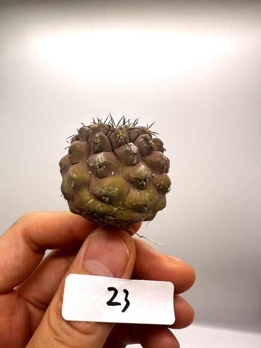 【現品限り】コピアポア・コルムナアルバ孤竜丸 抜き苗 実生【H23】 Copiapoa columna-alba