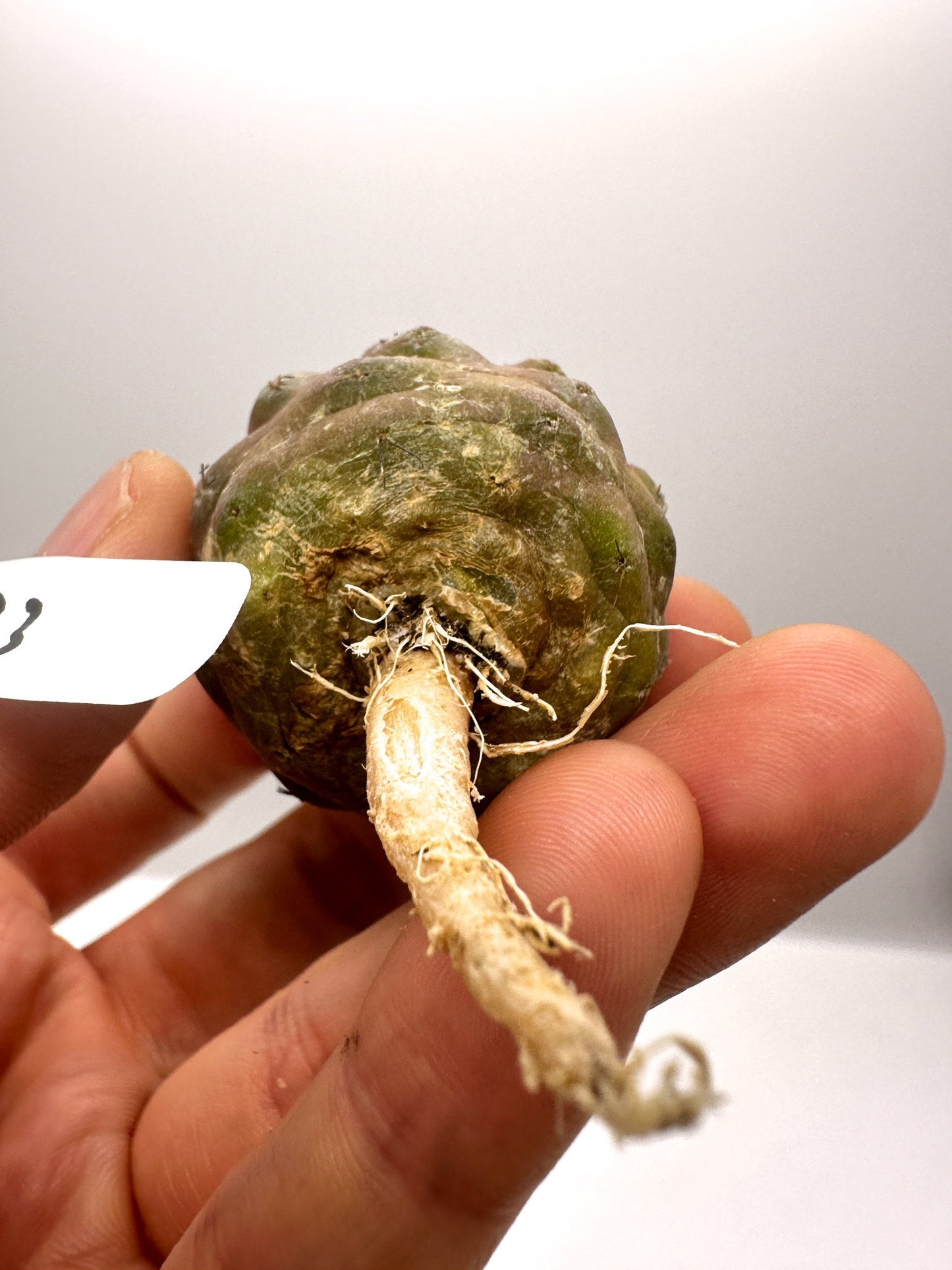 【現品限り】コピアポア・コルムナアルバ孤竜丸 抜き苗 実生【H23】 Copiapoa columna-alba